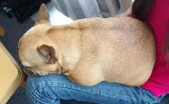 我的野蛮王妃主题曲